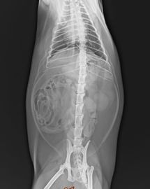 Przezroczysta folia diagnostyczna PET Medical do obrazowania rentgenowskiego Biała podstawa 25 × 30 cm